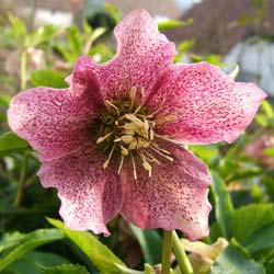 Rosa de Navidad 'Red Hybrids'